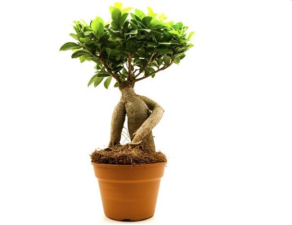 bonsai-umano-ficus-ginseng