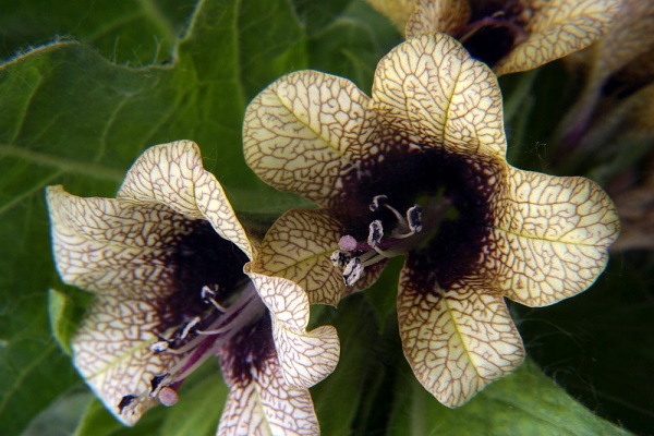 fiori di belladonna