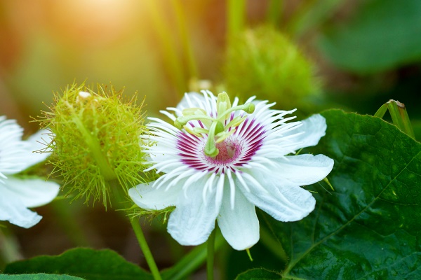 fiori di passiflora