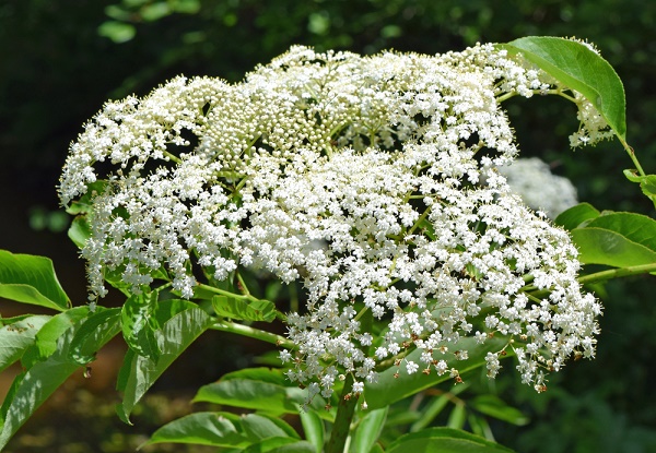 fiori di sambuco