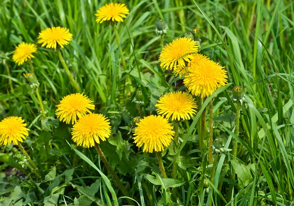 fiori di tarassaco