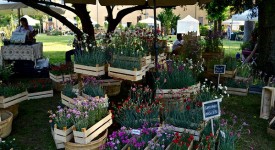 floravilla-castel-san-giovanni-28-maggio
