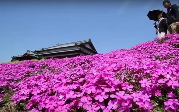 Flox, il giardino rosa del sig. Kuroki