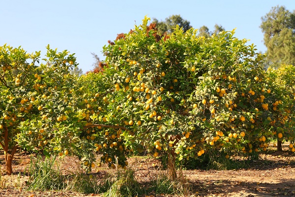 giardini-agrumi-torna-2-3-aprile