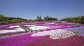 flox-giardino-rosa-sig-kuroki