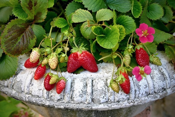 come coltivare fragole in vaso