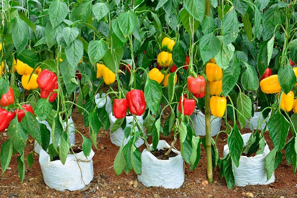 4 consigli per coltivare i peperoni