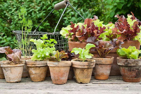 orto-fai-da-te-verdure-balcone