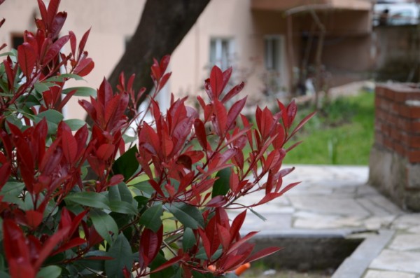 Siepe di Photinia