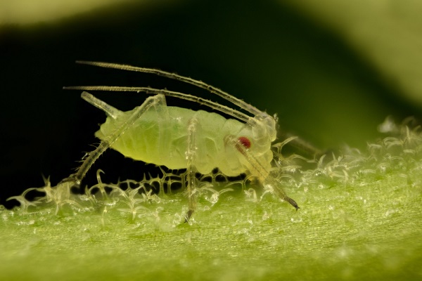 I 6 parassiti più pericolosi per le piante