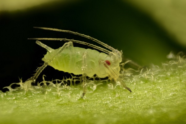 6 parassiti più pericolosi piante