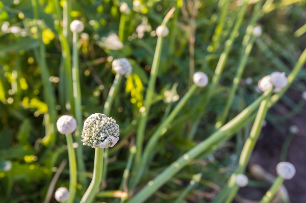 cosa fare cipolla va in fiore