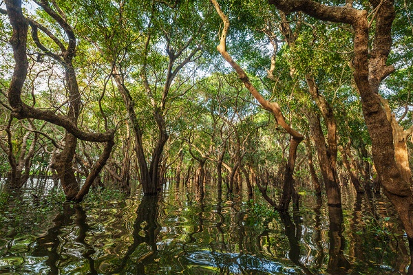 Mangrovia, utile contro i disastri naturali