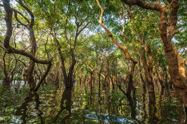 mangrovia utile disastri naturali