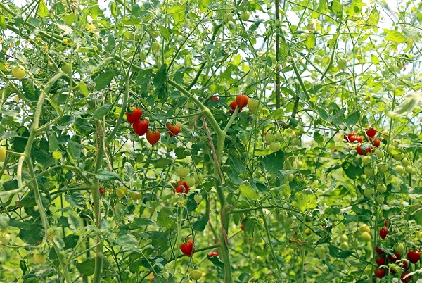 pianta pomodoro