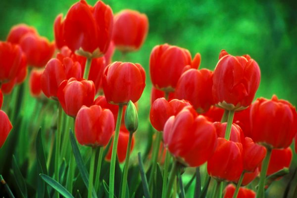 tulipani rossi di Taurisano