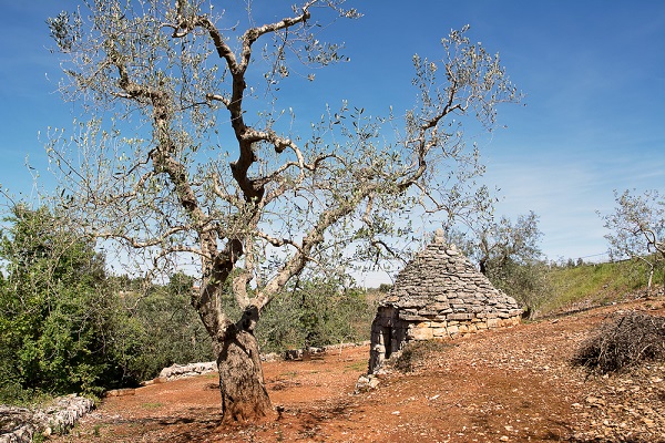 xylella piano eliminare solo ulivi infetti