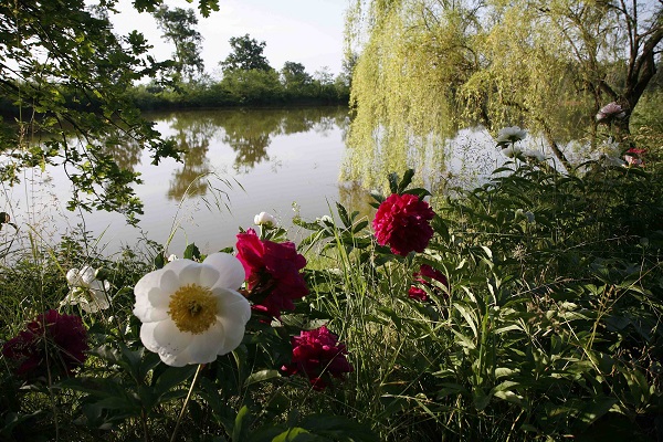 peonie-fiore-vivai-commande-14-maggio