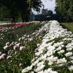 peonie-fiore-vivai-commande-14-maggio