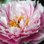 peonie-fiore-vivai-commande-14-maggio