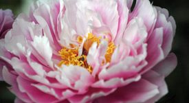 peonie-fiore-vivai-commande-14-maggio