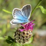 seduzione piante orto botanico toscolano maderno