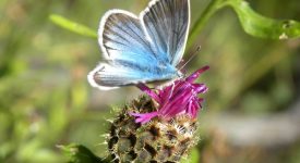 seduzione piante orto botanico toscolano maderno