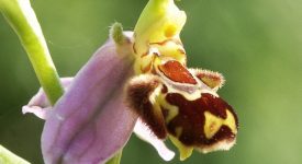 seduzione piante orto botanico toscolano maderno