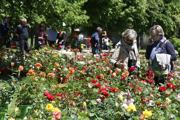 ROSE DI MAGGIO, Villa Della Porta Bozzolo VA, Foto © Paolo Barcucci