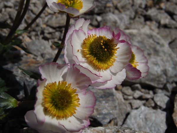 seduzione piante orto botanico toscolano maderno