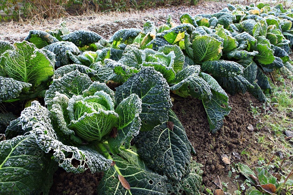 semine giugno verze cardo radicchio