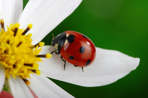 coccinella