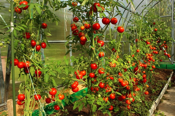 coltivazione pomodori