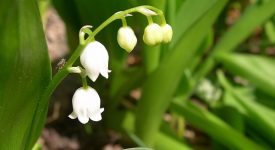 seduzione piante orto botanico toscolano maderno