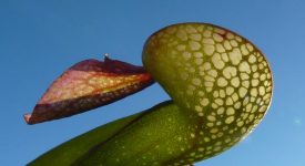 seduzione piante orto botanico toscolano maderno