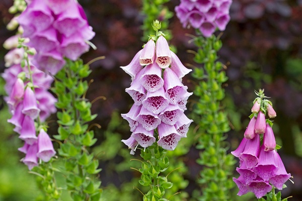 digitalis