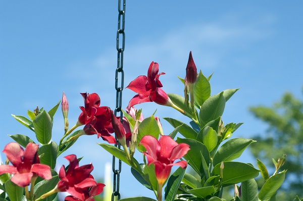 dipladenia messa dimora moltiplicazione