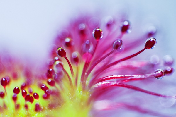 drosera