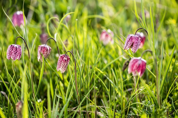 fritillarie