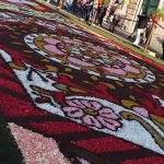 infiorata genzano 2016 petali