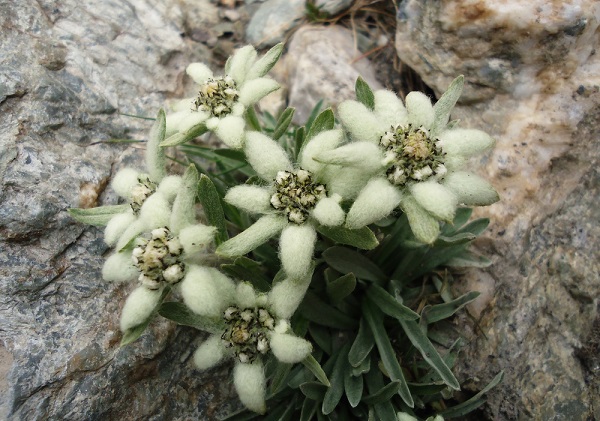 stelle alpine parete rocciosa