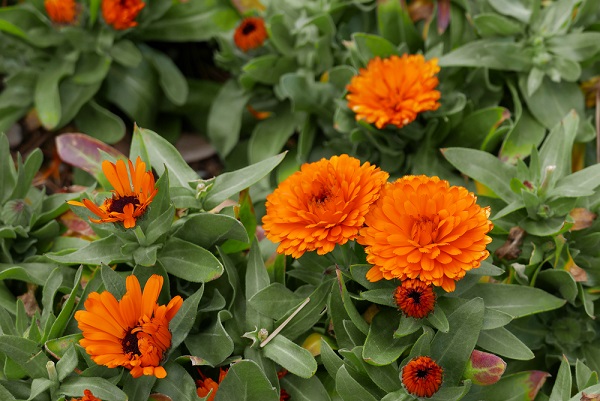 piante sul balcone echinacea calendula