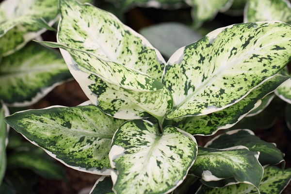 dieffenbachia