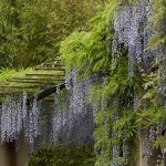 agapanto aromi villa della pergola giugno