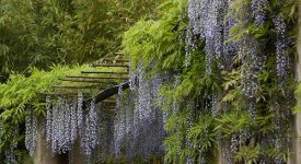 agapanto aromi villa della pergola giugno