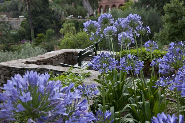 agapanto aromi villa della pergola giugno