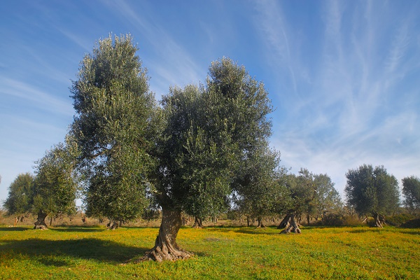 xylella fastidiosa puglia unico ceppo