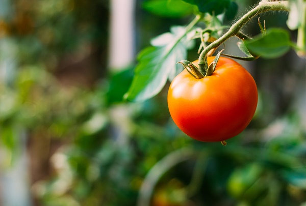 pianta pomodoro