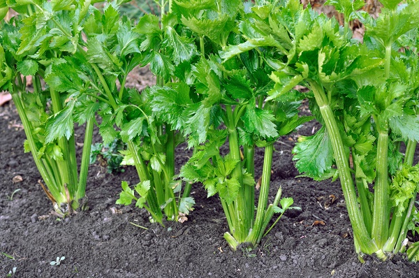 piantare sedano radicchio orto luglio