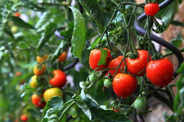 combattere-cocciniglia-pomodori